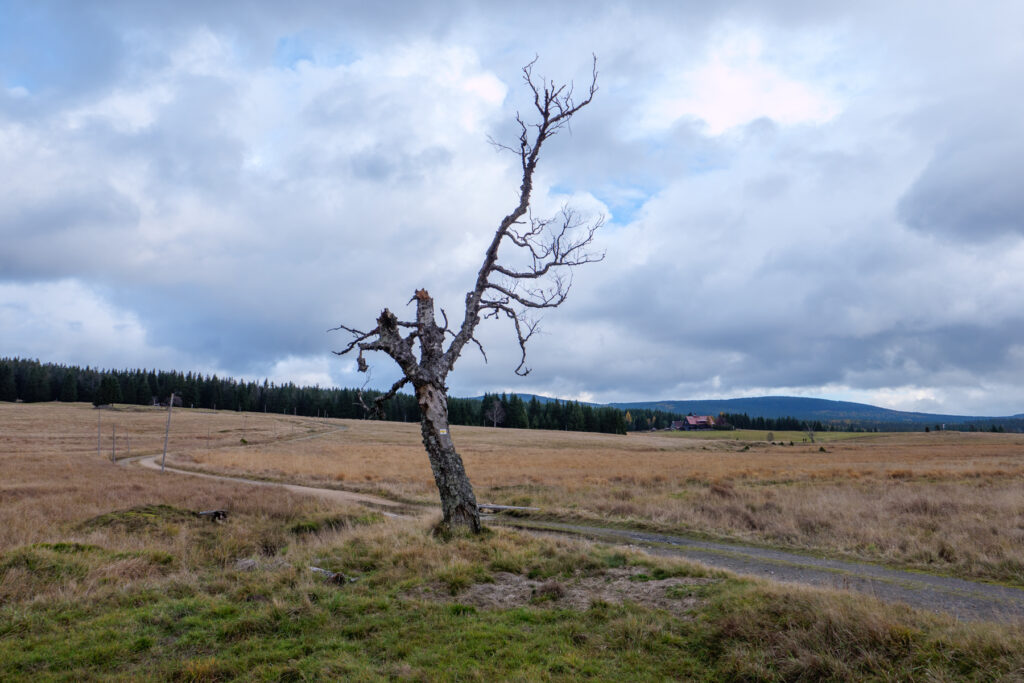 Weite Torfmoorlandschaft Im Isergebirge.